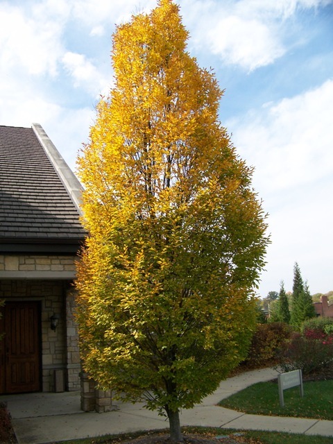 Columnar European Hornbeam tree